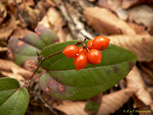 {Smilax pumila}
